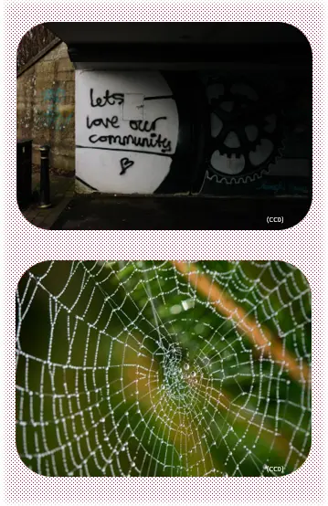 Two photos: graffiti that reads "love our community;" a close up of a spider's web covered in dewdrops