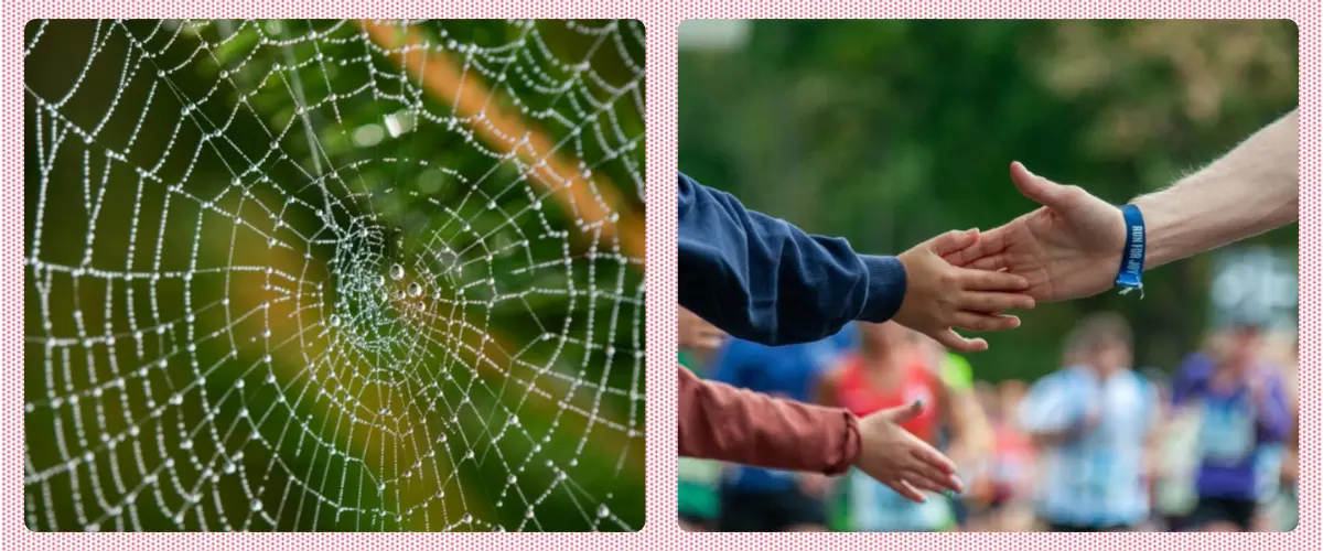 Two photos: a spider web with water droplets and hands low fiving at a running race.