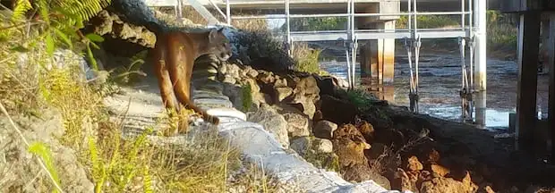 A photo made available by the Florida Department of Transportation shows a Florida panther sauntering near a wildlife crossing on Interstate 75 over Miller Canal in South Florida on Jan. 1, 2017. This year, 29 panthers have been killed in car wrecks.