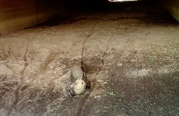 A screenshot of a video taken on May 8, 2020 on Interstate 75 at mile marker 97.8 shows a small alligator using a wildlife crossing. The video was captured by the fStop Foundation.