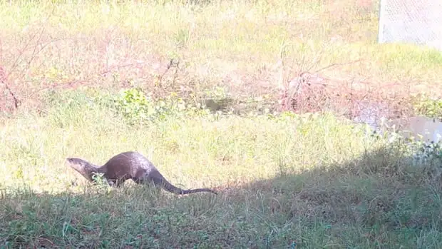A Florida Department of Transportation camera captures an otter using a newly opened wildlife crossing on Interstate 4 at county toad 557 on Aug. 19. These crossings are used to connect habitats fractured by roads, and to provide safe passage for Florida animals.