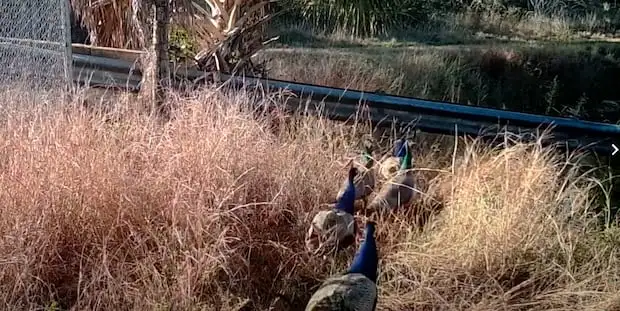 A motion camera placed by the fStop Foundation near Interstate 75 over Miller Canal captured peacocks waddling on Feb. 26, 2021.