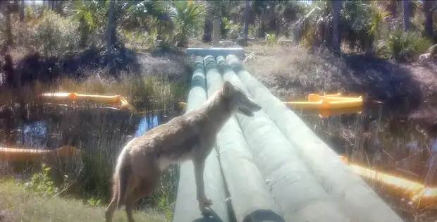 Wildlife crossings come in varying shapes and sizes. Some run under overpasses, some are pipes that allow smaller creatures through, and others are bridges connecting green spaces. This wildlife crossing is located along Interstate 75 at mile marker 97.8