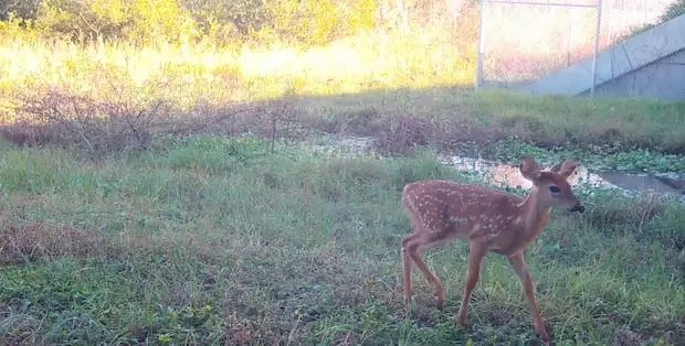 A Florida Department of Transportation camera captures a fawn near the recently opened wildlife crossing on Interstate 4 at county toad 557 on Nov. 3. These crossings are used to connect habitats fractured by roads, and to provide safe passage for Florida animals.